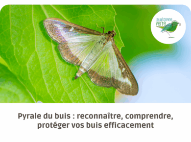 pyrale du buis