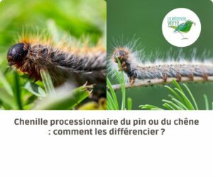 différence chenille processionnaire pin chêne