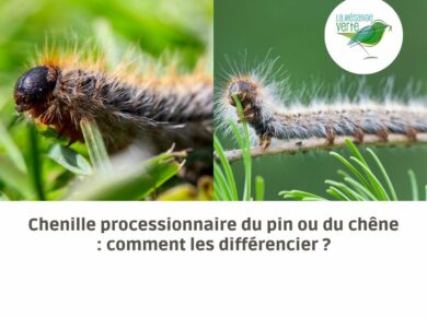 Chenille processionnaire du pin ou du chêne : comment les différencier ?