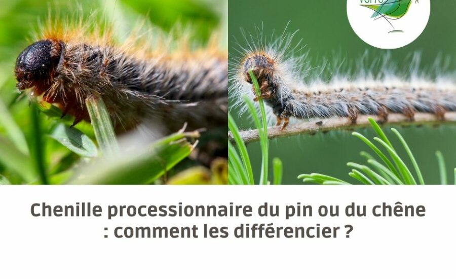 différence chenille processionnaire pin chêne