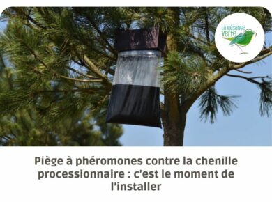 Piège à phéromones contre la chenille processionnaire : c’est le moment de l’installer
