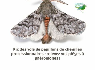 Pic des vols de papillons de chenilles processionnaires : relevez vos pièges à phéromones !