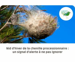 nid d'hiver