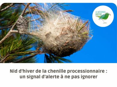 Nid d’hiver de la chenille processionnaire : un signal d’alerte à ne pas ignorer