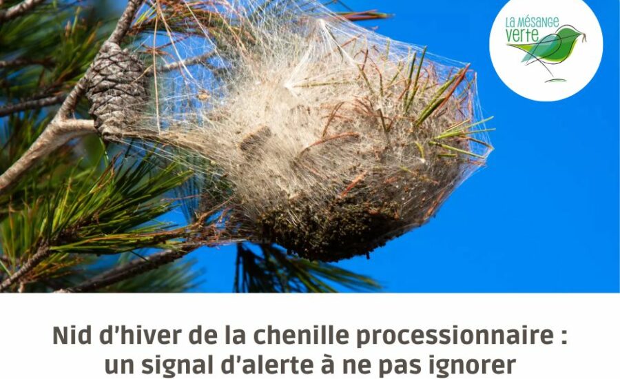 nid d'hiver