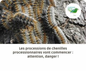 processions chenilles