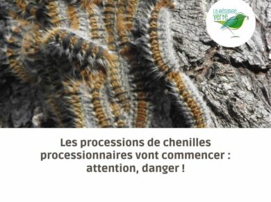 Les processions de chenilles vont commencer : attention, danger !