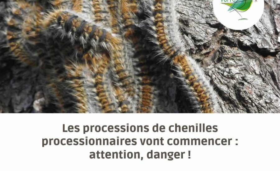 processions chenilles