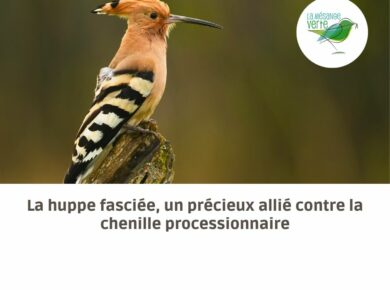 La huppe fasciée, un précieux allié contre la chenille processionnaire