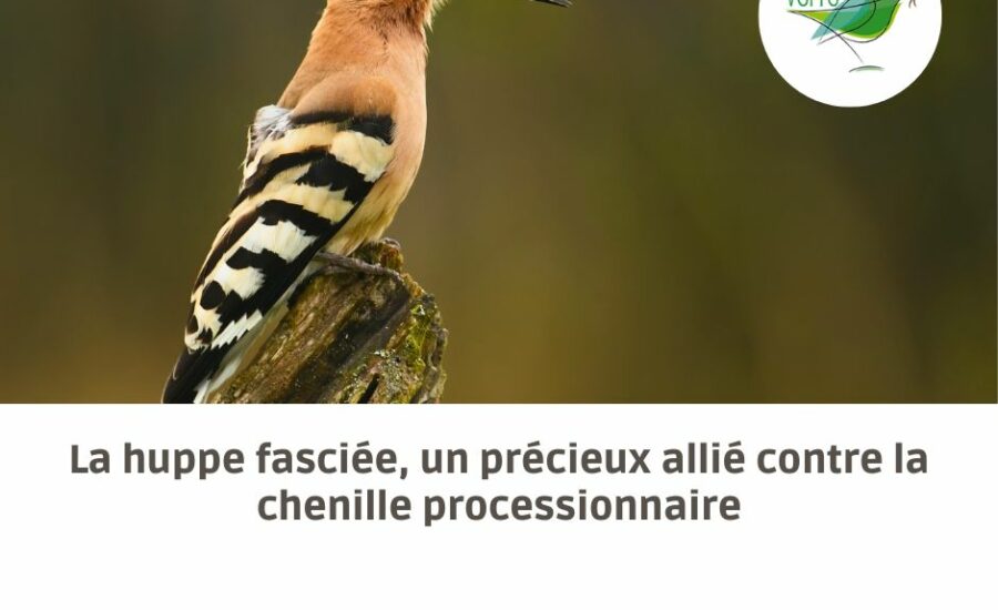 huppe fasciée