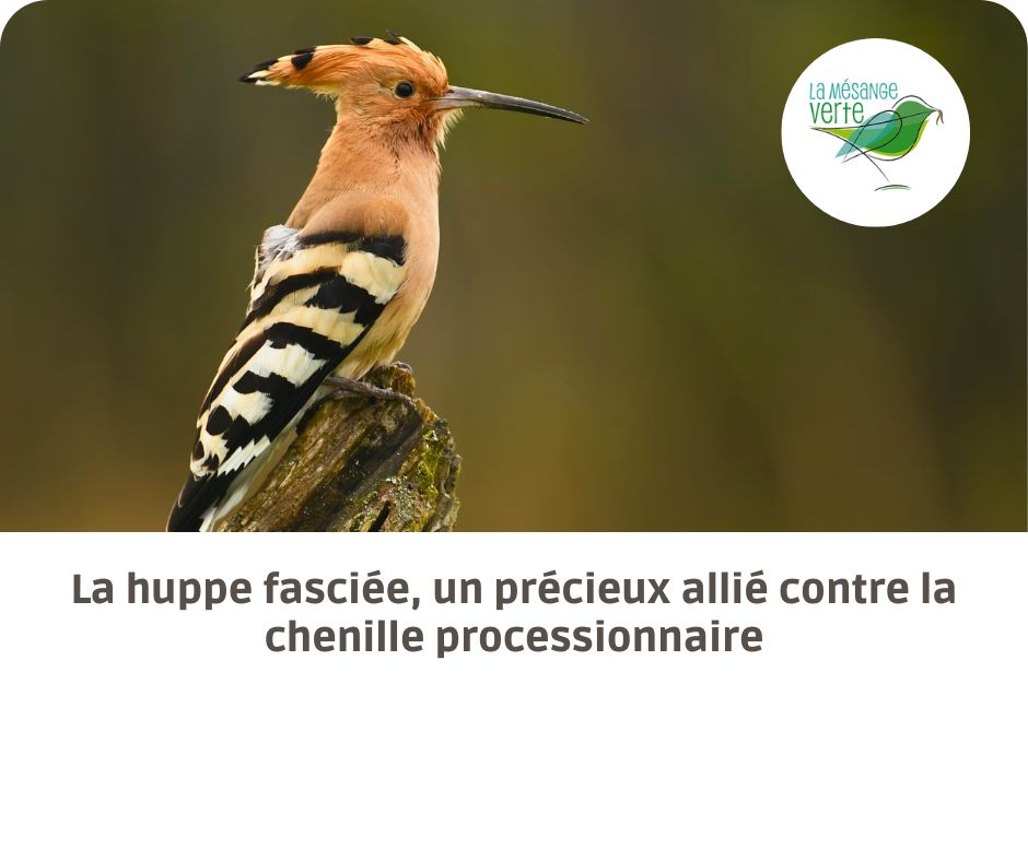 huppe fasciée