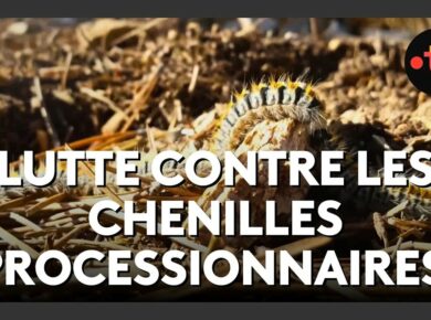 France 3 Aquitaine Chenilles processionnaires : des solutions naturelles pour freiner l’invasion
