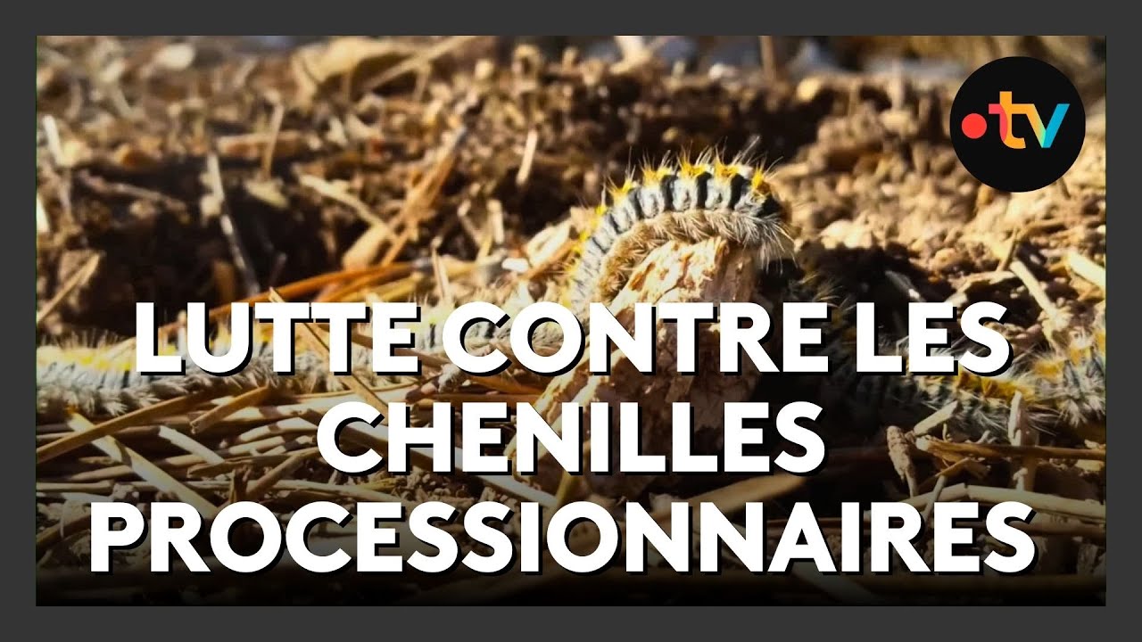 France 3 Aquitaine Chenilles processionnaires : des solutions naturelles pour freiner l’invasion